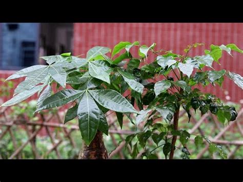 大門口擋煞植物|【大門口擋煞植物】大門口擋煞植物報你知：擺對位置財運。